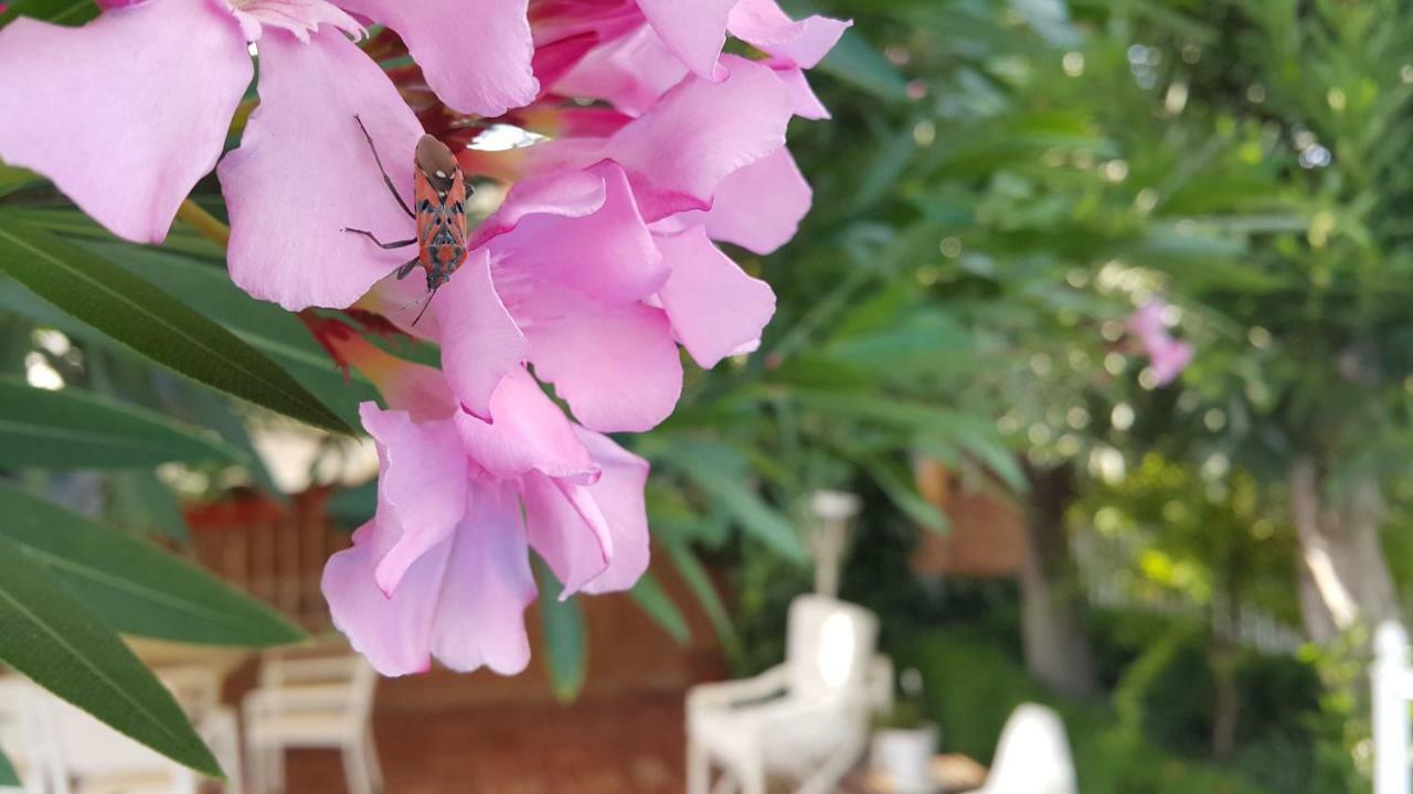 El Jardin De La Abuela Villa Granada Eksteriør bilde