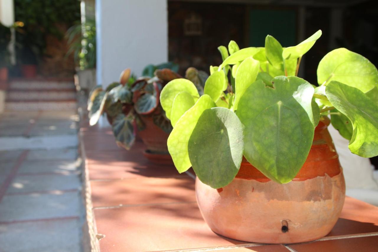 El Jardin De La Abuela Villa Granada Eksteriør bilde